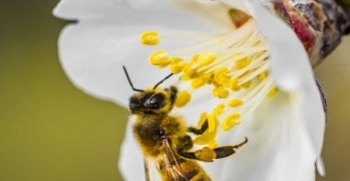 Mleczko pszczele (Royal Jelly) - zastosowanie i właściwości